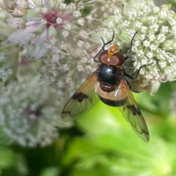 Witte reus (Volucella pellucens)